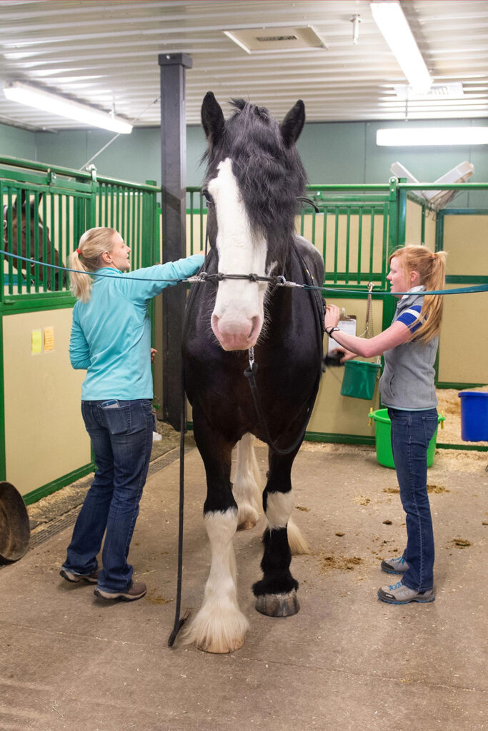 Veterinary Medicine students working with a horse